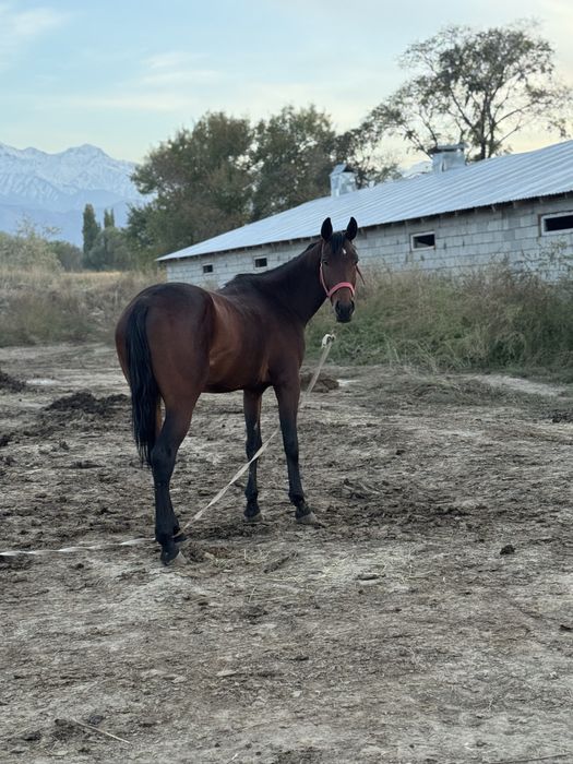 Продам жеребчика