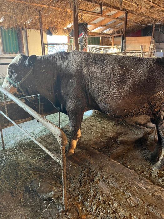 Срочно продаются бычки