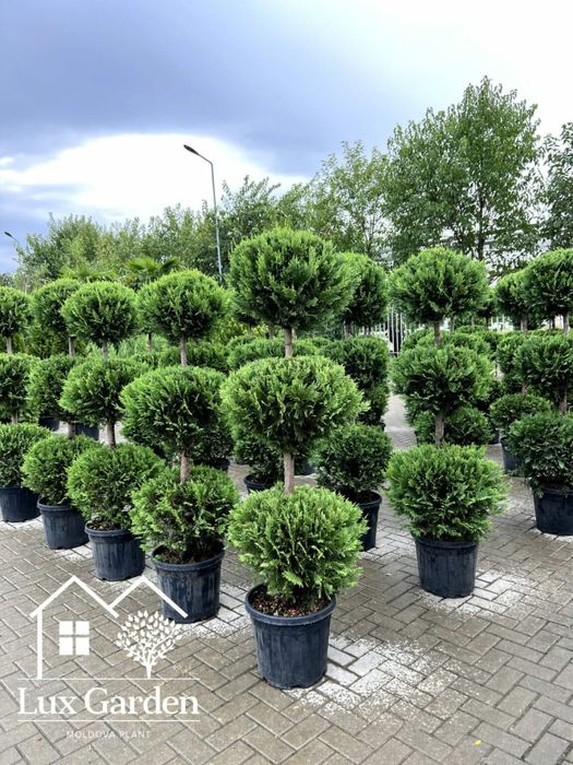 Pon pon etajat plante naturale