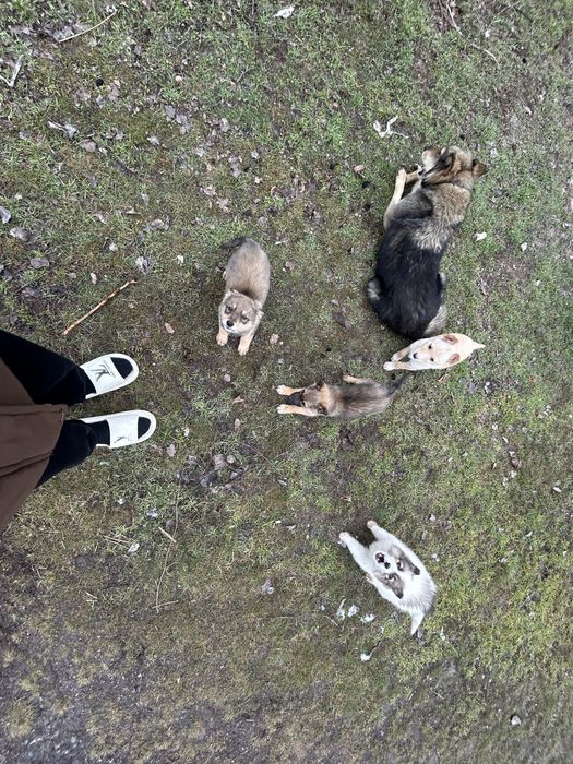 күшіктер,щенки в добрые руки