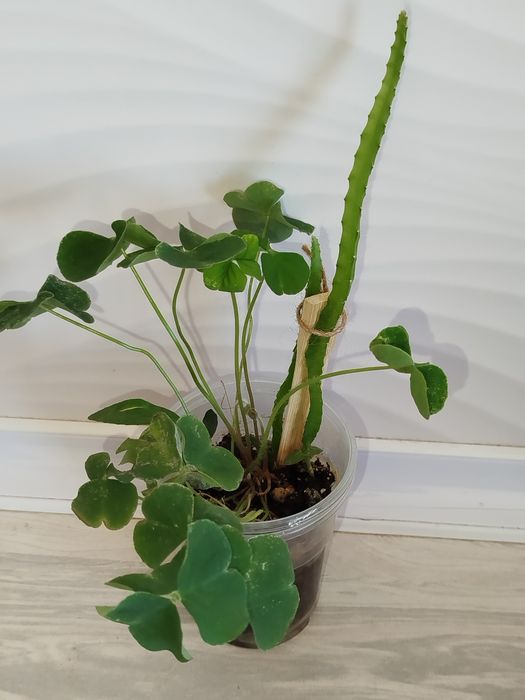 Pitaxayya dragn frukt kislitsa bn