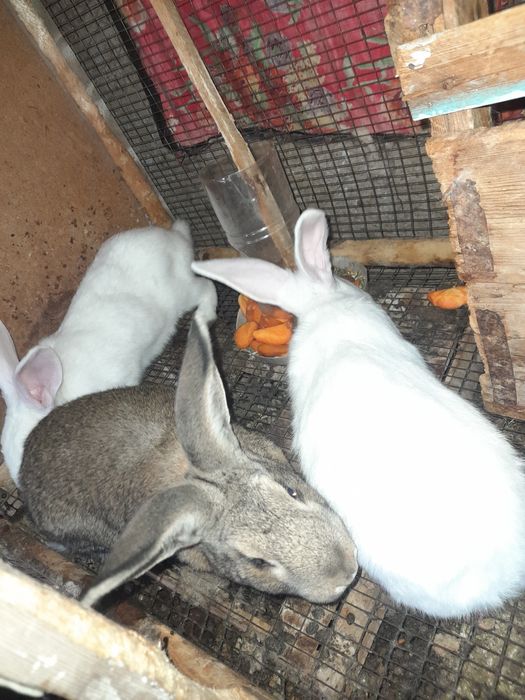 Quyon aralash 170min kelishamiz 4yarim oyli