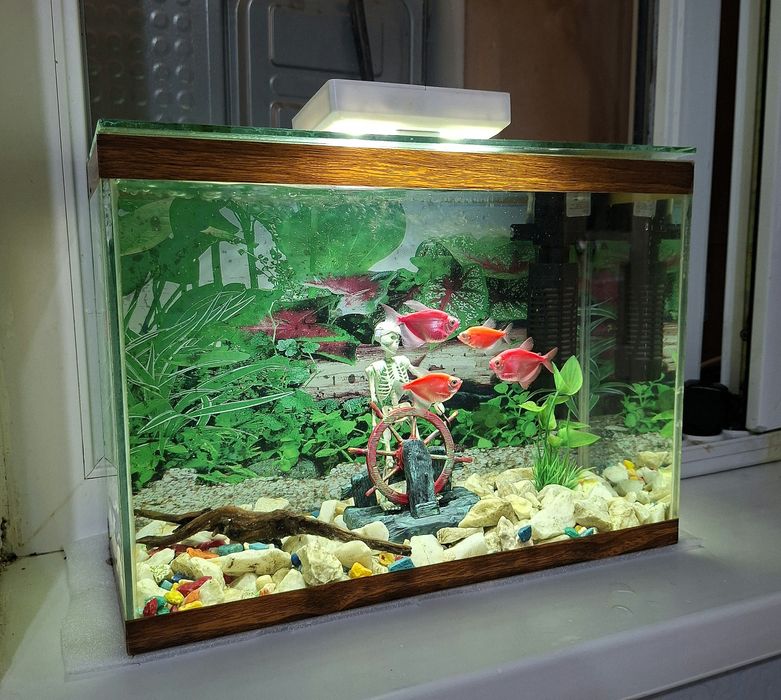 Аквариум в идеальном состоянии