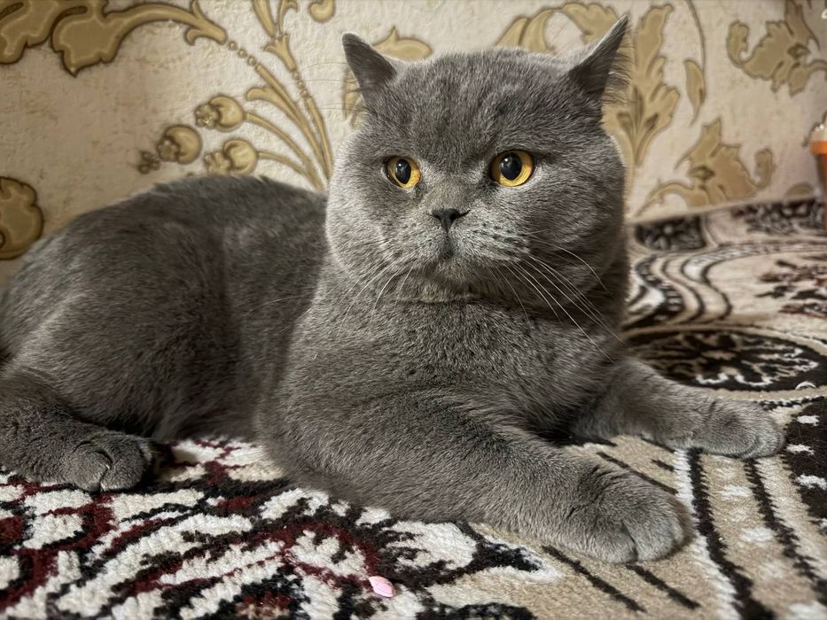 британский кот .вязка