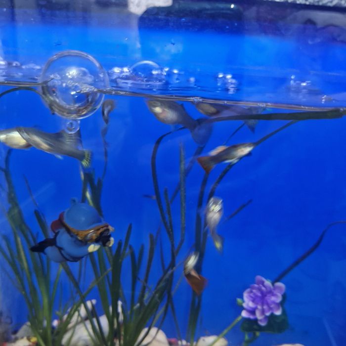 Аквариумные рыбки