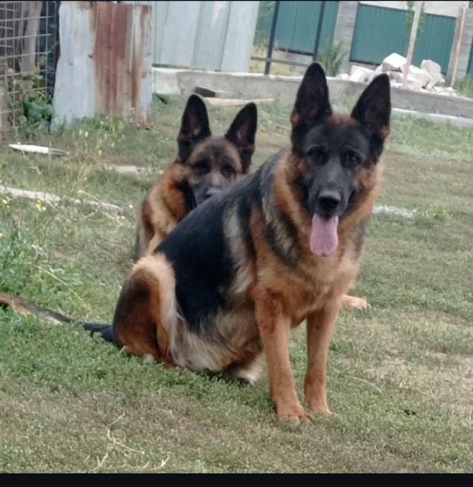 Продается немецкий щенки