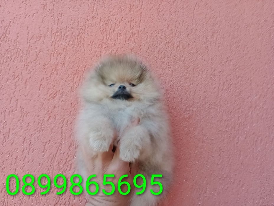 Померани. Момче и момиче