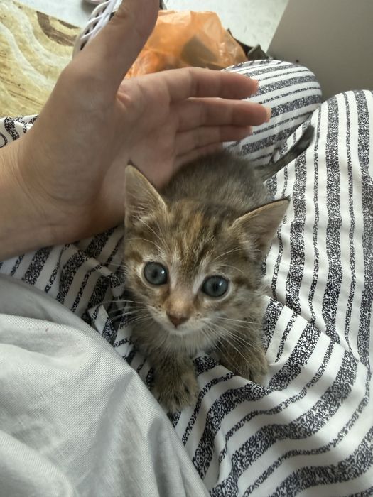Отдам котенка в добрые руки