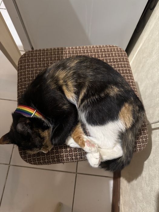 даем кошку бесплатно 10 месяцев