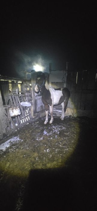 Продам тай полу кровка