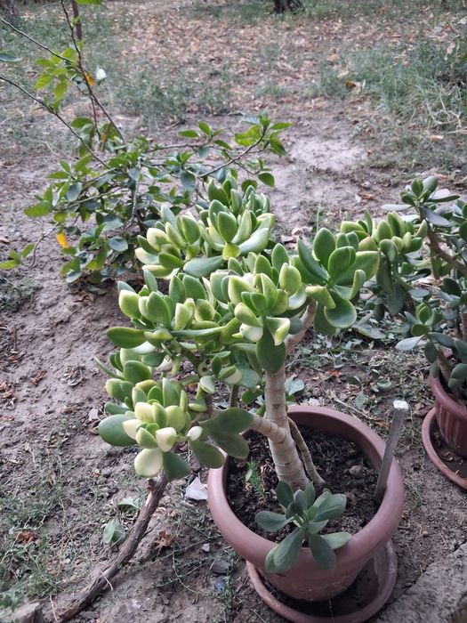 Продаются цветы денежное дерево по 200-300тысяч сум