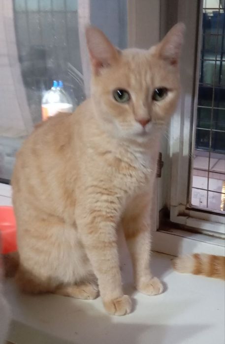 БЕСПЛАТНО в добрые руки , кошечки девочки