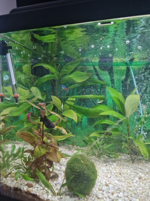 Vand acvariu 50 litri Aquatlantis