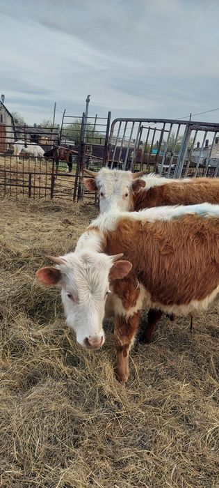 Еркек баспактар сатылады