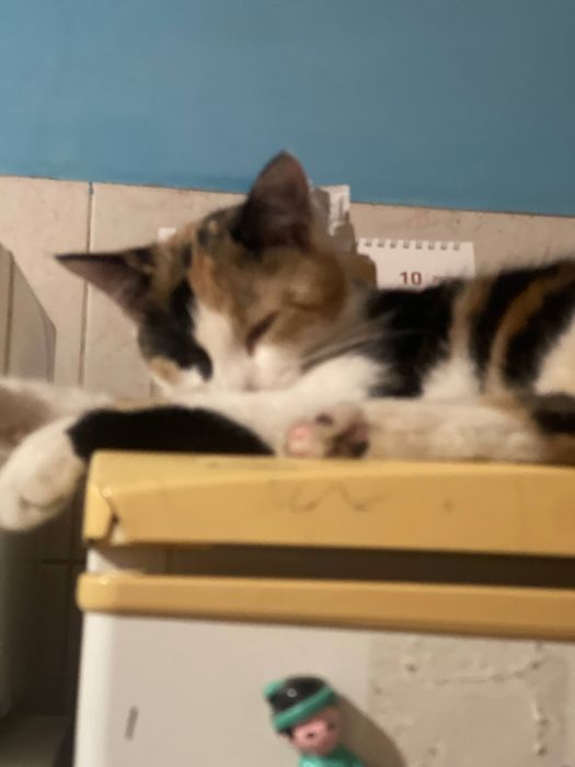 Мушукча хадяга яхши инсонларга