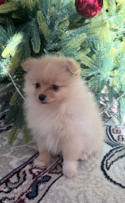 Продаются щенки малого немецкого шпица