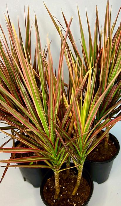 Драцена в одном кашпо 3 шт