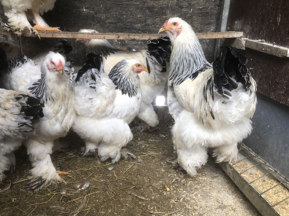 Urgent Cocosi rasa mare brahma, wiandotte, rhode island, cichinchina