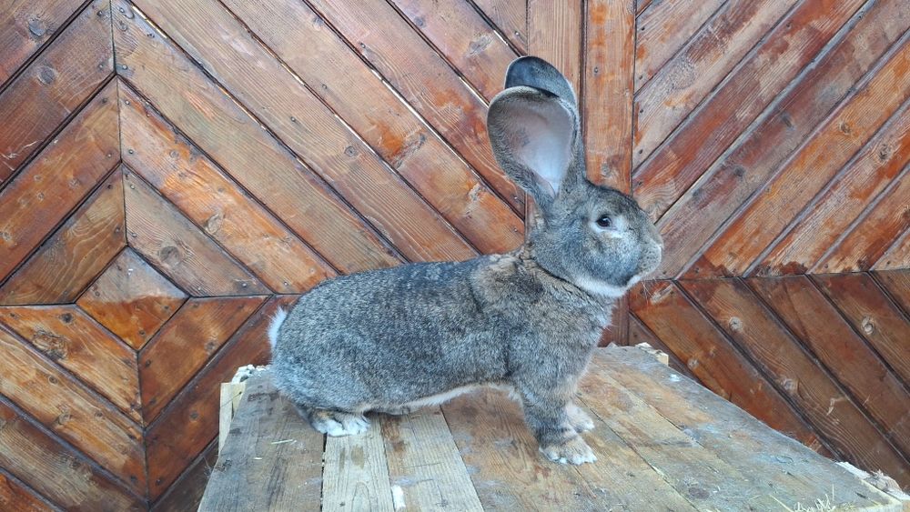 Mascul Urias german Gri