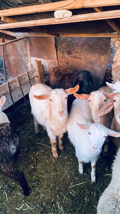 Кошкарлармен лактар