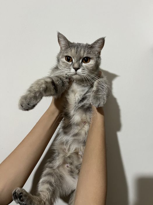 отдам в хорошие руки только в Ташкент