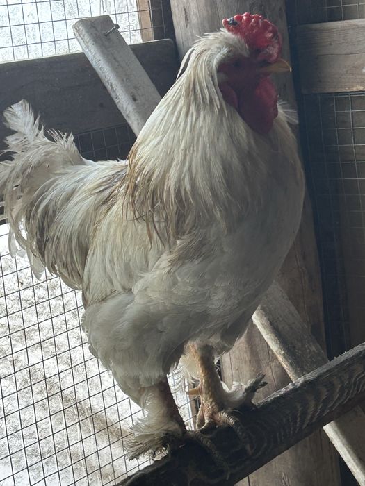 Продаются петухи молодые