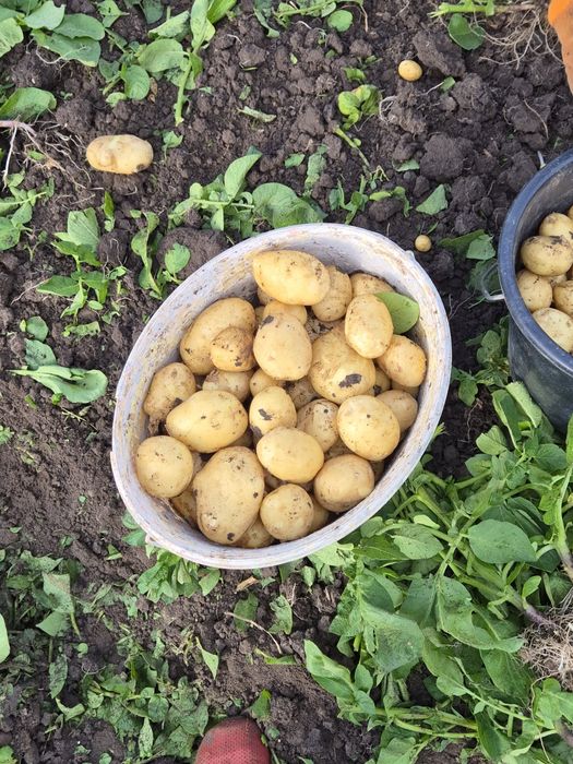 Vand cartofi  Riviera