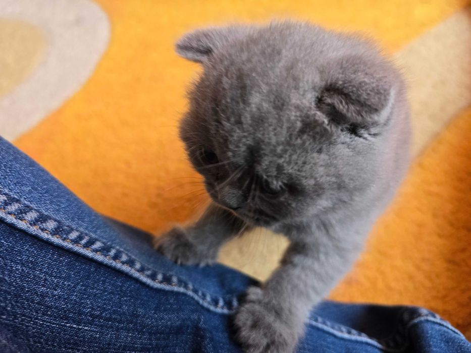 Британски котета