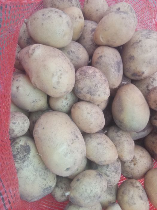 Продам картошку в
