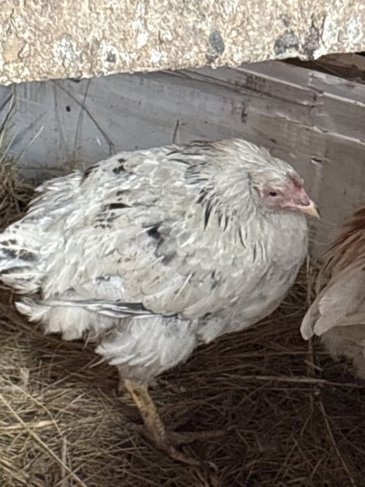 Циплята подрошие 3месеца