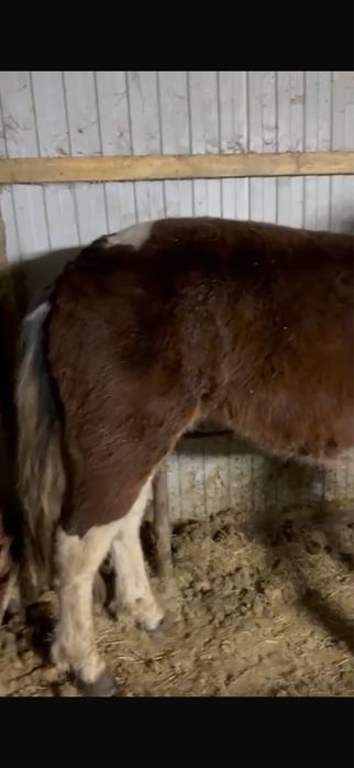 Продам Кунан с откорма !возможно доставка