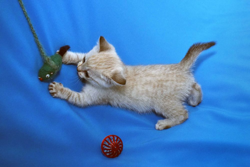 КОТЯТА ищут любящий дом!