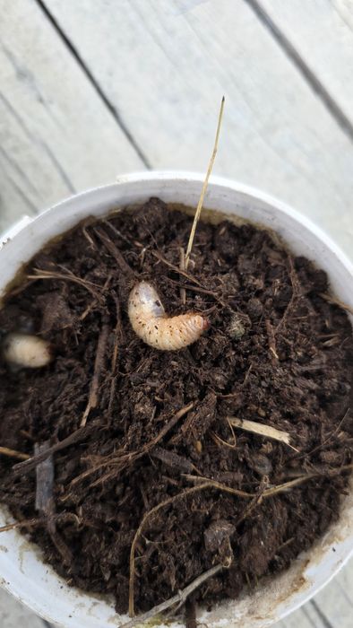 Личинки майского жука