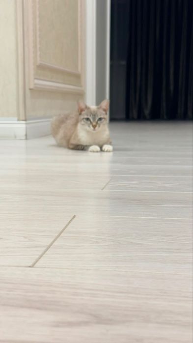 Отдам в добрые руки кошечку