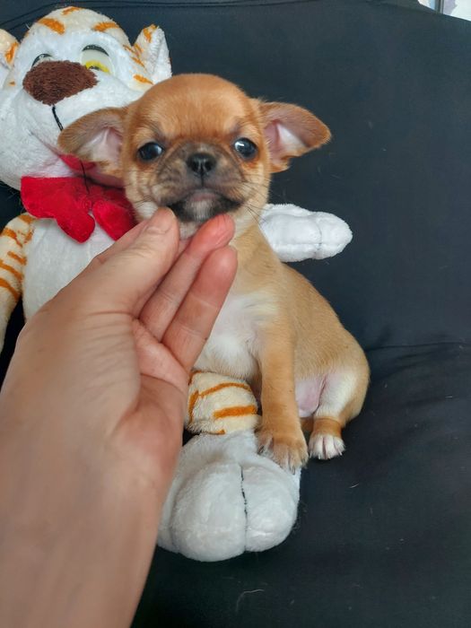 Продаю щенков чихуахуа