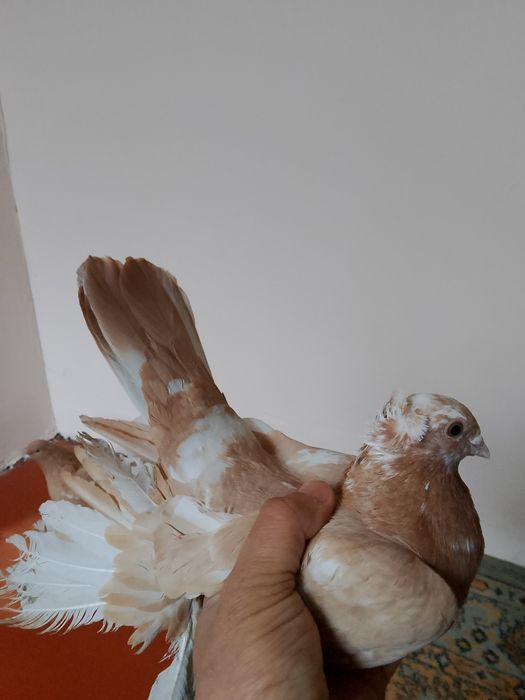 Голуби начаты  гладкие