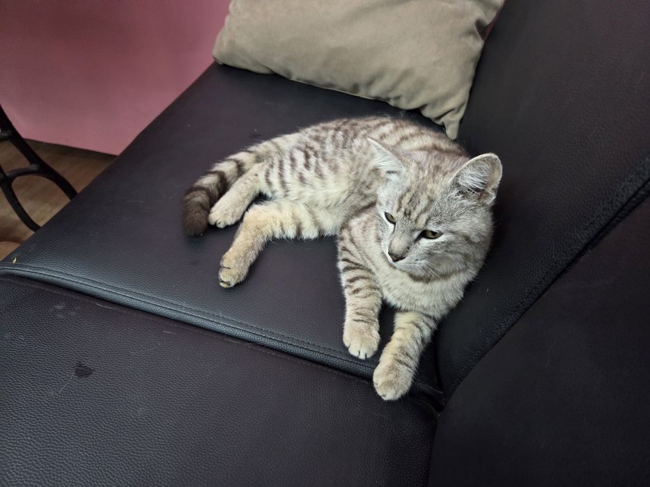 Отдам в добрые руки кот