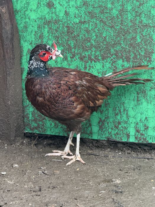 Fazani comuni platină diluată