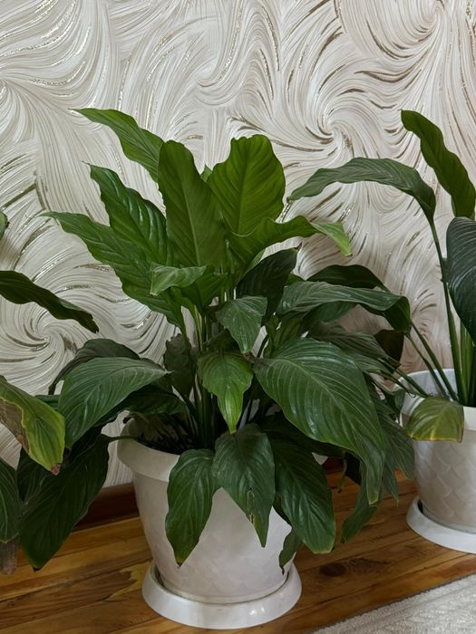 Комнатные цветы высота 50 см