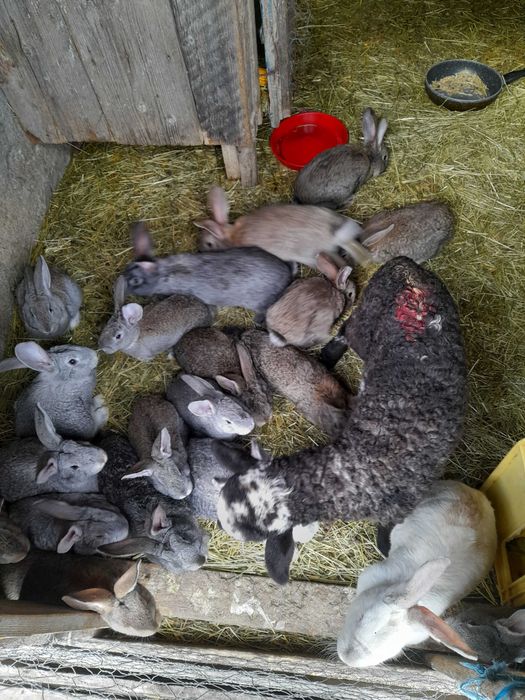 Iepurasi urias german si hycole