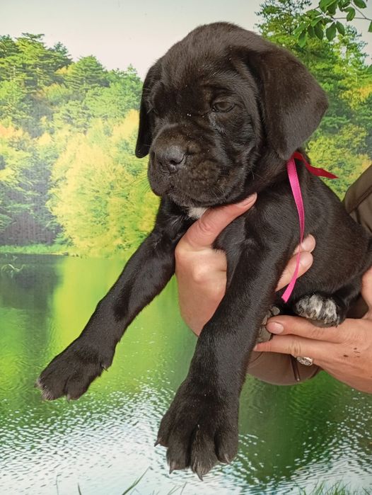 Кане Корсо cane Corso Italiano