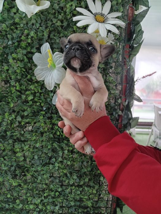 Френски булдог french bulldog
