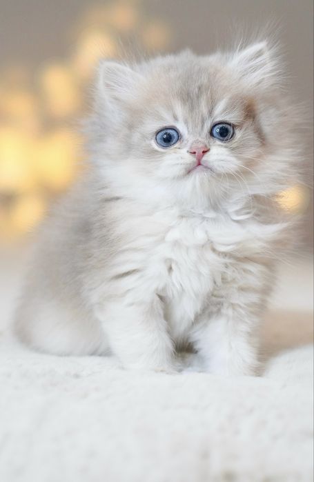 Британская золотая  шиншилла