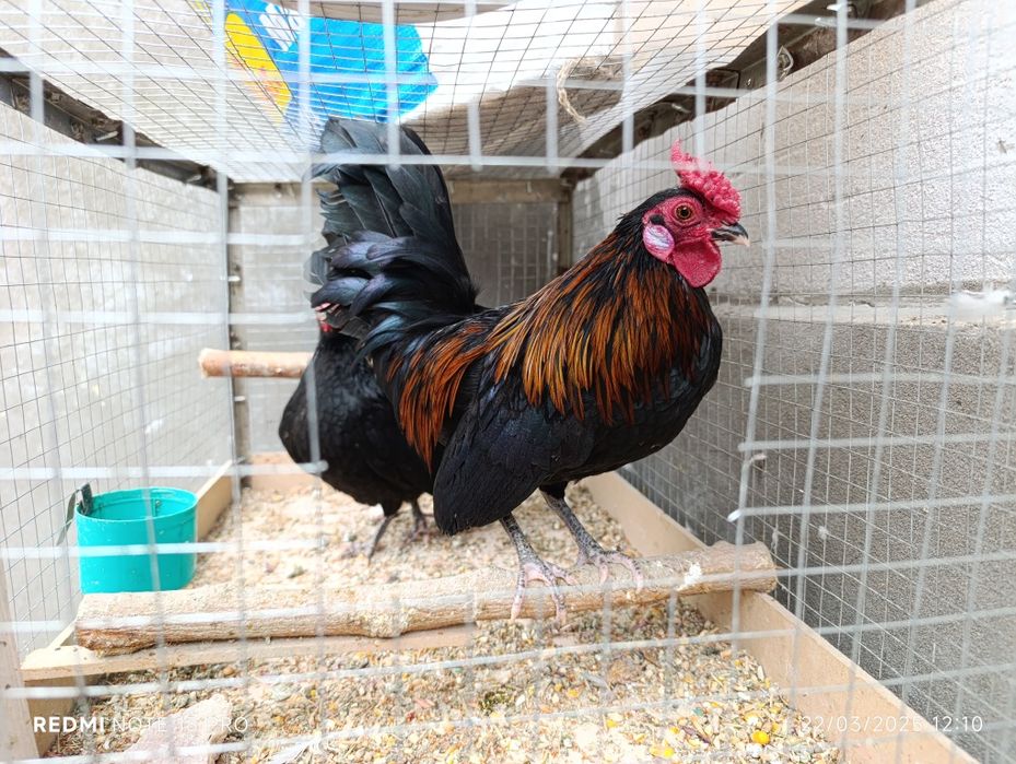 Yapon hoʻroz toʻvuq zoti felix