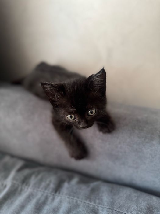 Котенок ищет дом