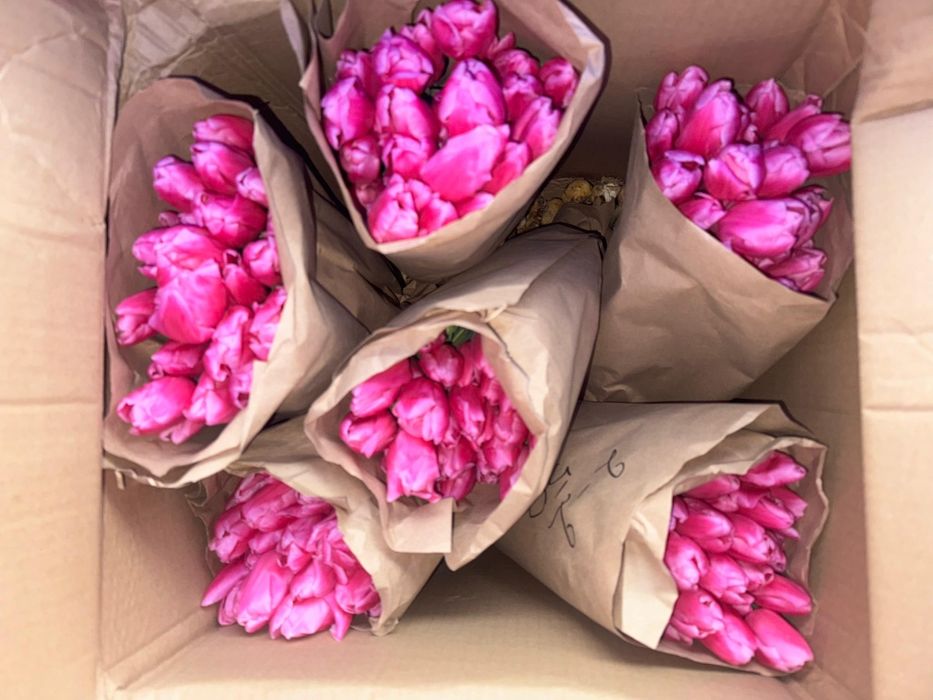 Тюльпаны оптом и в розницу