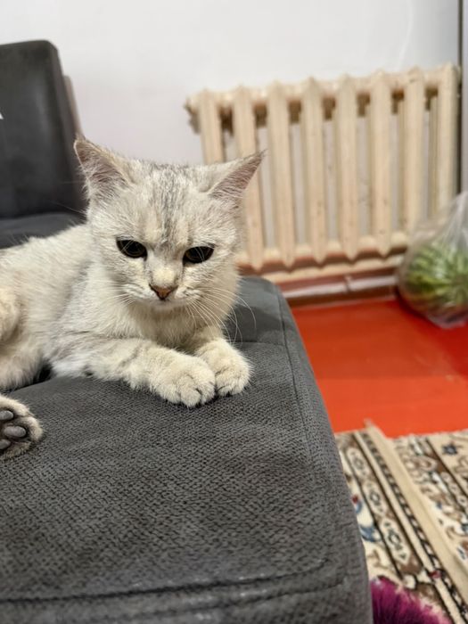 Шотландский кошка