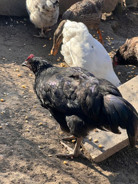 Vand cocosi Australorp