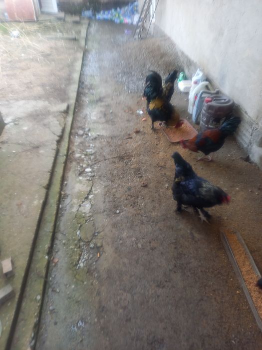 Қораздар сатылды