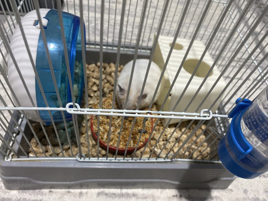 Отдам хомяка с клеткой